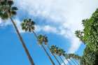 Marbella, Spain. Palm trees and clouds Art Print